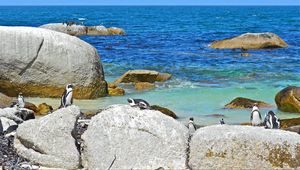 Preview wallpaper sea, rocks, penguins, landscape