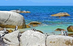 Preview wallpaper sea, rocks, penguins, landscape