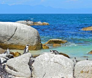 Preview wallpaper sea, rocks, penguins, landscape