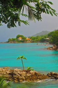 Preview wallpaper sea, rocky shore, palm trees, landscape