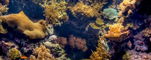 Preview wallpaper sea, seabed, landscape, underwater