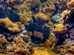 Preview wallpaper sea, seabed, landscape, underwater