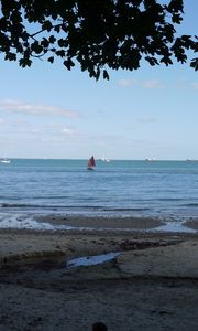 Preview wallpaper sea, shore, branches, landscape