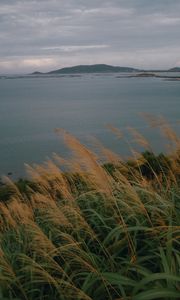 Preview wallpaper sea, shore, grass, view, landscape