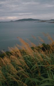 Preview wallpaper sea, shore, grass, view, landscape
