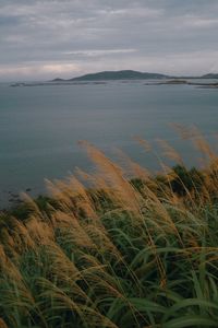 Preview wallpaper sea, shore, grass, view, landscape