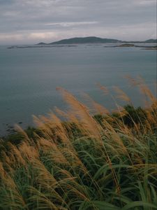 Preview wallpaper sea, shore, grass, view, landscape