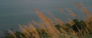 Preview wallpaper sea, shore, grass, view, landscape