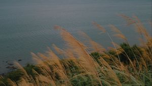 Preview wallpaper sea, shore, grass, view, landscape