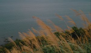 Preview wallpaper sea, shore, grass, view, landscape