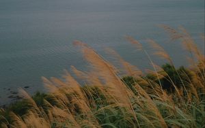 Preview wallpaper sea, shore, grass, view, landscape