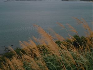 Preview wallpaper sea, shore, grass, view, landscape