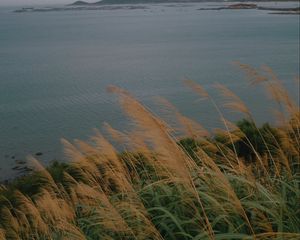 Preview wallpaper sea, shore, grass, view, landscape