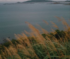 Preview wallpaper sea, shore, grass, view, landscape