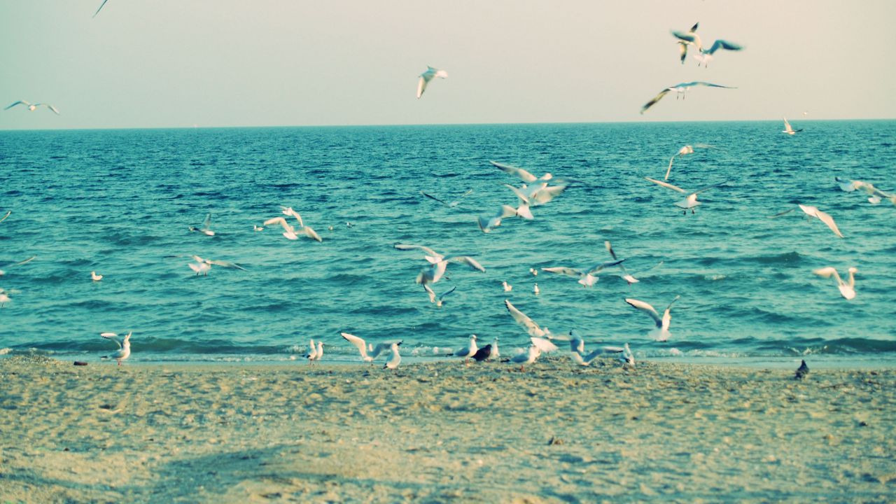 Wallpaper sea, shore, seagulls, sand, waves