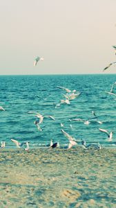 Preview wallpaper sea, shore, seagulls, sand, waves