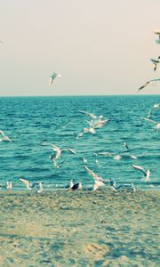 Preview wallpaper sea, shore, seagulls, sand, waves