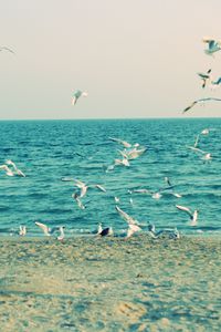 Preview wallpaper sea, shore, seagulls, sand, waves