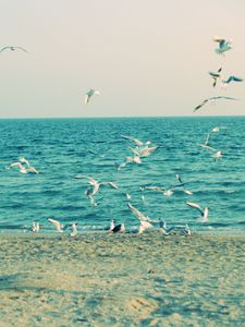 Preview wallpaper sea, shore, seagulls, sand, waves