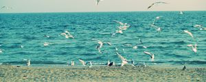 Preview wallpaper sea, shore, seagulls, sand, waves