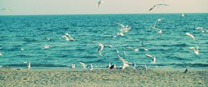 Preview wallpaper sea, shore, seagulls, sand, waves