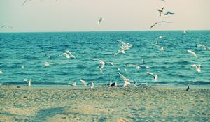 Preview wallpaper sea, shore, seagulls, sand, waves