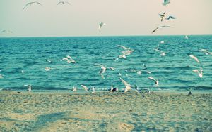 Preview wallpaper sea, shore, seagulls, sand, waves