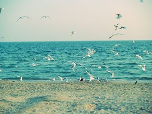 Preview wallpaper sea, shore, seagulls, sand, waves