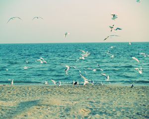 Preview wallpaper sea, shore, seagulls, sand, waves