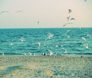 Preview wallpaper sea, shore, seagulls, sand, waves