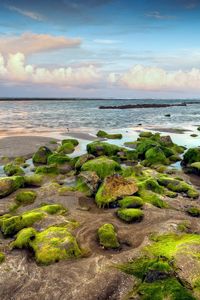 Preview wallpaper sea, sky, coast, stony, moss, vegetation, relief