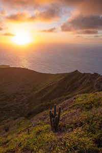 Preview wallpaper sea, slope, cactus, nature