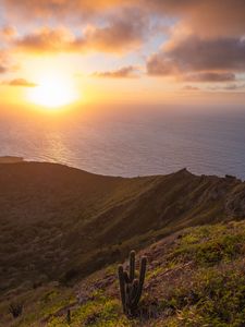 Preview wallpaper sea, slope, cactus, nature