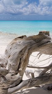Preview wallpaper sea, snag, blue water, beach, tree, dry