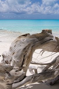 Preview wallpaper sea, snag, blue water, beach, tree, dry