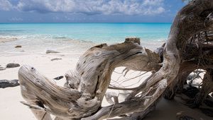 Preview wallpaper sea, snag, blue water, beach, tree, dry