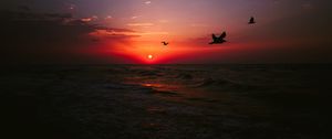 Preview wallpaper sea, sunset, birds