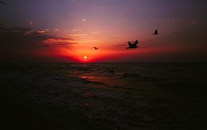 Preview wallpaper sea, sunset, birds