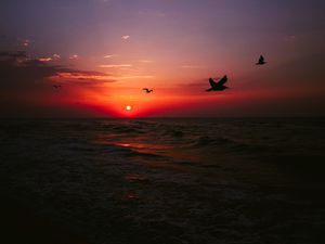Preview wallpaper sea, sunset, birds