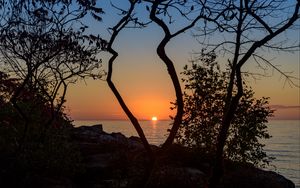 Preview wallpaper sea, sunset, branches, sun, horizon