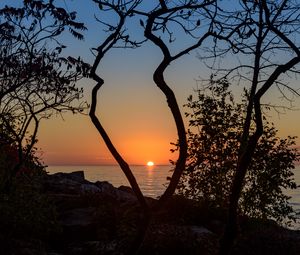 Preview wallpaper sea, sunset, branches, sun, horizon