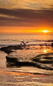 Preview wallpaper sea, sunset, coast, seagulls, birds, waves