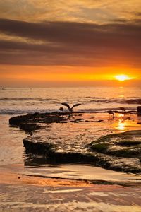 Preview wallpaper sea, sunset, coast, seagulls, birds, waves