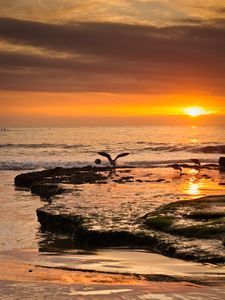 Preview wallpaper sea, sunset, coast, seagulls, birds, waves