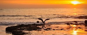 Preview wallpaper sea, sunset, coast, seagulls, birds, waves