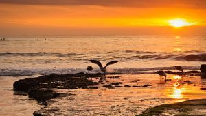 Preview wallpaper sea, sunset, coast, seagulls, birds, waves