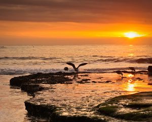 Preview wallpaper sea, sunset, coast, seagulls, birds, waves