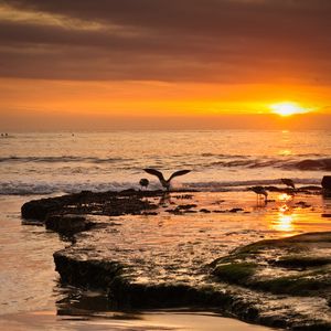 Preview wallpaper sea, sunset, coast, seagulls, birds, waves
