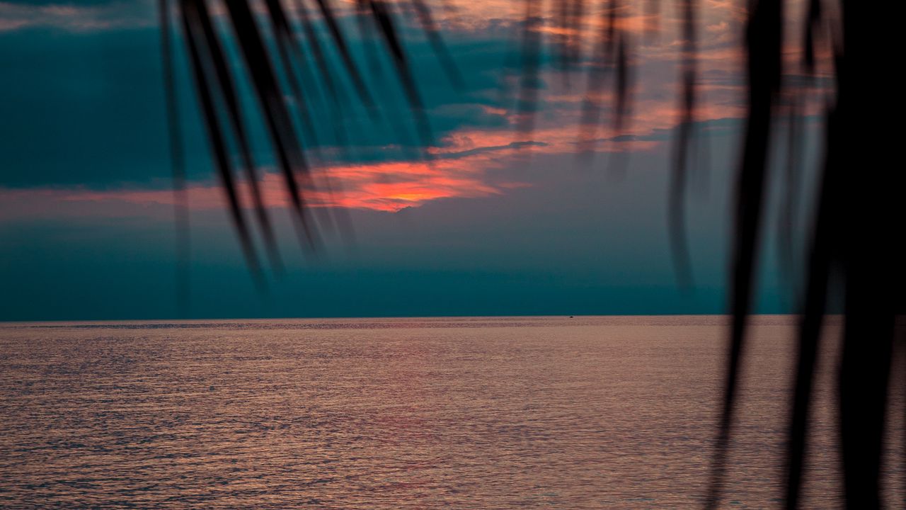 Wallpaper sea, sunset, dusk, palms, branches