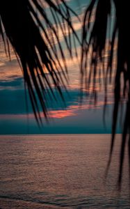 Preview wallpaper sea, sunset, dusk, palms, branches